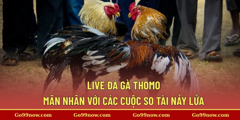Live Đá Gà Thomo