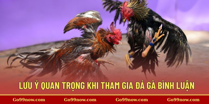 Những lưu ý quan trọng cần nắm rõ khi tham gia đá gà